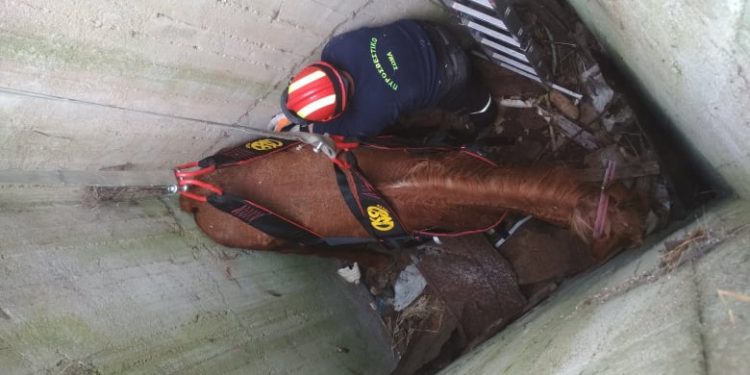 Απίστευτο περιστατικό στο Ν.Ζυγό: Άλογο έπεσε σε φρεάτιο