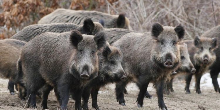 ΠΟΛΙΤΙΚΟ ΚΟΥΣ ΚΟΥΣ – Σε 80 ημέρες φυλάκισης καταδικάστηκε ο ψευτομουφτής Κομοτηνής Ιμπραήμ Σερίφ