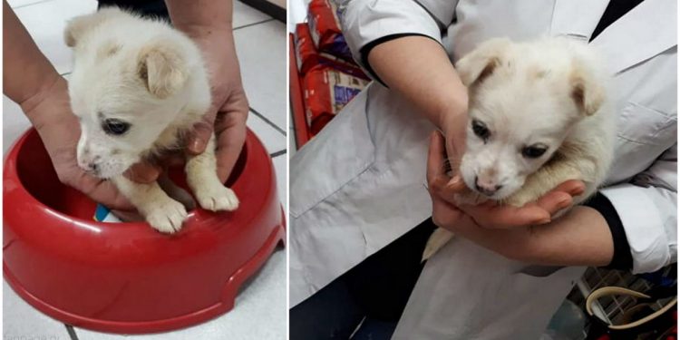 Δροσερό Ξάνθης: Σώθηκε Και Φιλοξενείται Το Κουταβάκι Που Ξυλοκόπησαν Παιδιά