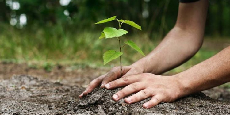 Κομοτηνή:1.000 δέντρα θα φυτευτούν στην Πανεπιστημιούπολη