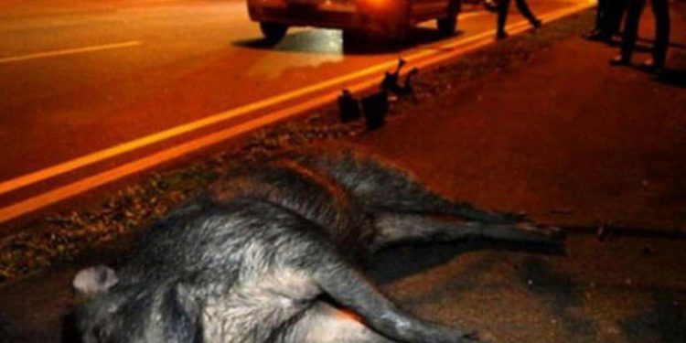 Έβρος: Aγριόχοιρoι τράκαραν με…λεωφορείο του ΚΤΕΛ!