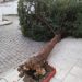Ροδόπη: Θυελλώδεις άνεμοι και τσουχτερό κρύο