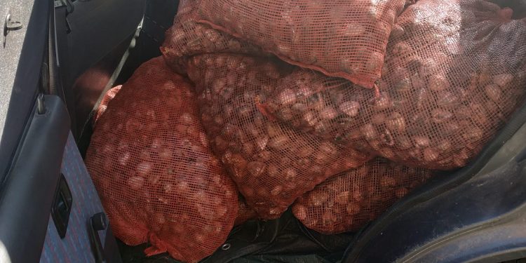 Συνελήφθη 60χρονος ημεδαπός σε χωριό της Ξάνθης ο οποίος μετέφερε παράνομα με  Ι.Χ.Ε. αυτοκίνητο 740 κιλά οστρακοειδή 