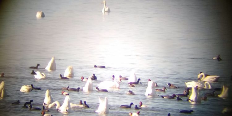 Δύο Χιλιάδες Κεφαλούδια στη Λίμνη Βιστωνίδα!