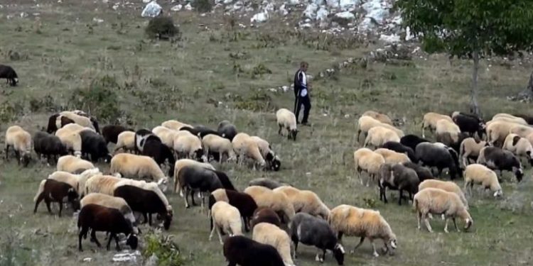 ΚΤΗΝΟΤΡΟΦΙΚΟΙ ΣΥΛΛΟΓΟΙ ΑΜΘ: Nα αποζημιωθούν το γρηγορότερο δυνατό οι κτηνοτρόφοι σε όλη τη χώρα – Στην περιφέρεια της ΑΜΘ, δεν έχει αποζημιωθεί μέχρι σήμερα κανένας κτηνοτρόφος, για ζημιές  του 2019