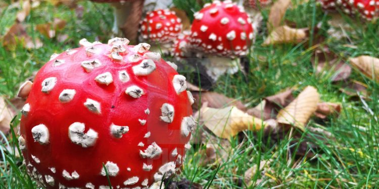  ΠΑΜΘ: Προσοχή στα δηλητηριώδη μανιτάρια!