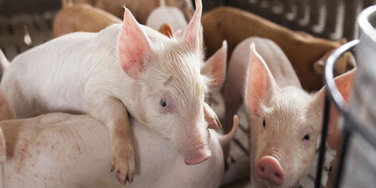 Συναγερμός με κρούσμα αφρικανικής  πανώλης των χοίρων στις Σέρρες
