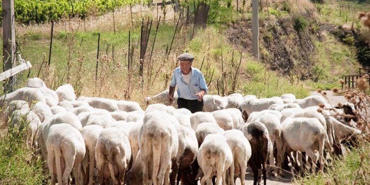 Σσσσσ…..Ψίθυροι – Καταδίωξη διακινητή μεταναστών στην επαρχιακή οδό Θρυλορίου – Βέννας