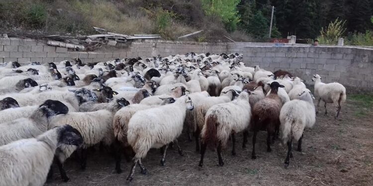 Κτηνοτροφικοί Σύλλογοι ΑΜΘ για ενίσχυση κορωνοϊού: Το κονδύλι είναι πολύ μικρό, σε σχέση με τον αριθμό των αιγοπροβάτων που θα ενισχύσει