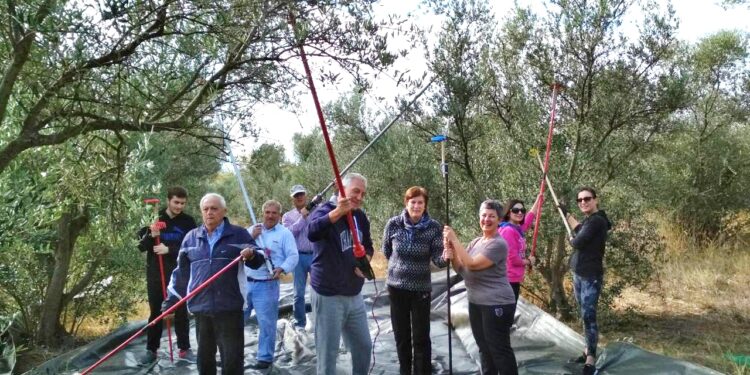 Συγκομιδή ελιών από την  «Ομάδα Βοήθειας του Γηροκομείου Ξάνθης»