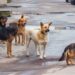 Σσσσσ…..Ψίθυροι – Τροχαίο με μετανάστες  στην Εθνική Οδό Καβάλας – Θεσσαλονίκης – Στοίβαξαν 11 άτομα σε ΙΧΕ αυτοκίνητο!