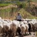 ΚΤΗΝΟΤΡΟΦΙΚΟΙ ΣΥΛΛΟΓΟΙ ΑΜΘ:  Να πληρωθούν και οι αιγοπροβατοτρόφοι που εξαιρέθηκαν από την ενίσχυση λόγω covid-19