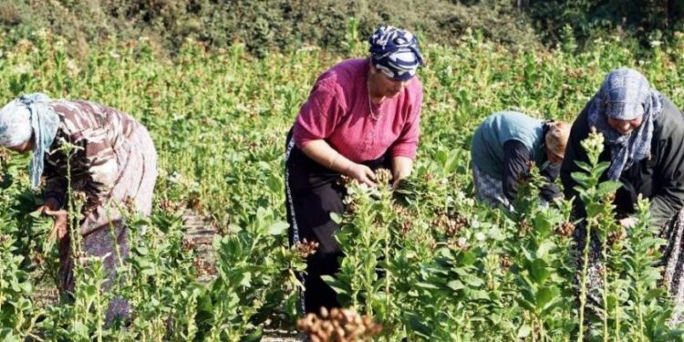 ΤΗΝ ΣΤΗΡΙΞΗ ΤΩΝ ΚΑΠΝΟΠΑΡΑΓΩΓΩΝ ζήτησε το ΚΙΝΑΛ με ερώτηση στη Βουλή!