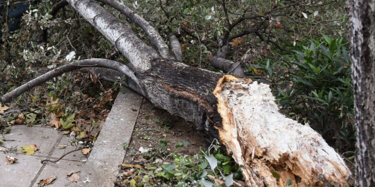 Αποζημίωση 164.280 ευρώ από δήμο της Περιφέρειας  ΑΜΘ σε συγγενείς 57χρονου μικροπωλητή που  σκοτώθηκε από πτώση κλαδιού   