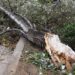 Αποζημίωση 164.280 ευρώ από δήμο της Περιφέρειας  ΑΜΘ σε συγγενείς 57χρονου μικροπωλητή που  σκοτώθηκε από πτώση κλαδιού   