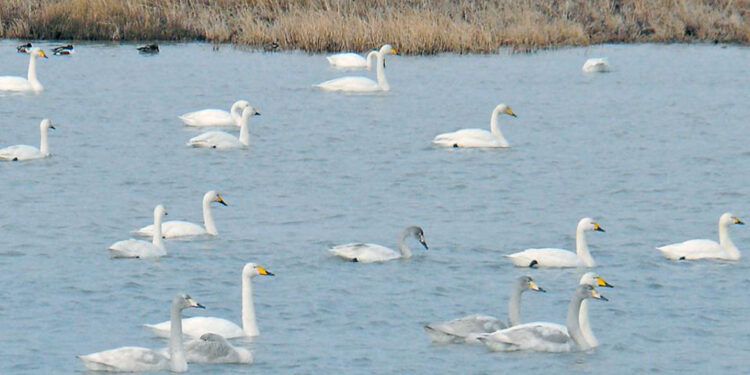 Κυνηγοί στοχεύουν ακόμη και προστατευόμενα  είδη στο δέλτα του Έβρου