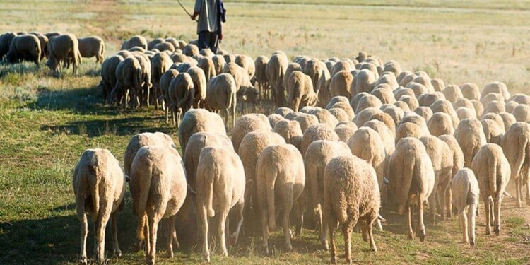 ΛΥΣΤΕ ΤΙΣ….«ΕΚΚΡΕΜΟΤΗΤΕΣ» ΤΟΥ ΒΟΡΙΔΗ!  Επιστολή από τους κτηνοτροφικούς συλλόγους  ΑΜΘ σε νέα ηγεσία ΥΠΑΑΤ και Οικονόμου!