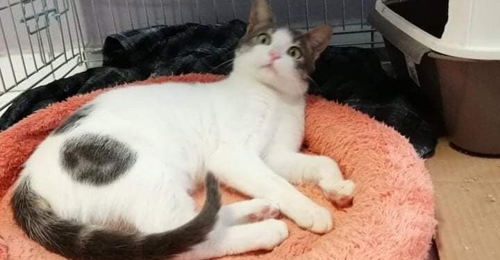 ΣΦΗΝΑΚΙΑ ΚΑΙ ΛΑΒΡΑΚΙΑ