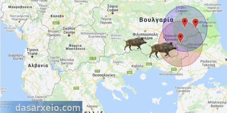 1.5 χλμ. από τον ποταμό Έβρο επιβεβαιώθηκε εστία αφρικανικής πανώλης των χοίρων σε αγριόχοιρους