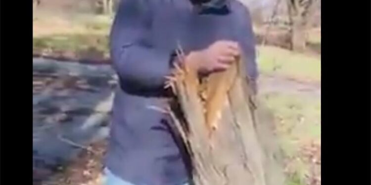 ΟΙΚΟΛΟΓΟΙ ΠΡΑΣΙΝΟΙ:  Κατηγορούν αντιδήμαρχο, ρωτάνε τι συμβαίνει με  την αυθαίρετη κοπή δέντρων στο Δήμο Αβδήρων;!