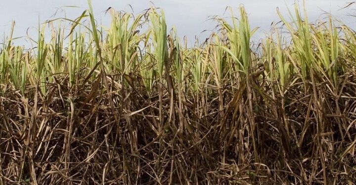 Πατέντα δίνει …φτερά στην επένδυση των γυναικών από τη Γενισέα