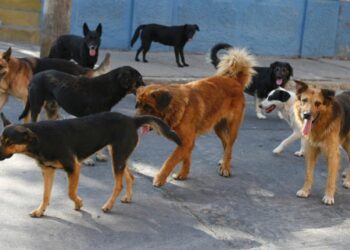 Σσσσσ….Ψίθυροι – Απατεώνας εξαπάτησε Ξανθιώτισσα και πήρε από τον λογαριασμό της 1.200 ευρώ