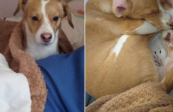 ΣΦΗΝΑΚΙΑ ΚΑΙ ΛΑΒΡΑΚΙΑ