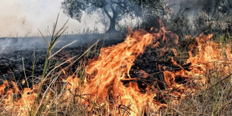 ΔΙΟΙΚΗΤΙΚΟ ΠΡΟΣΤΙΜΟ από την Πυροσβεστική Υπηρεσία Ξάνθης  γιατί έκαιγε… χόρτα στο νέο Ζυγό Ξάνθης!