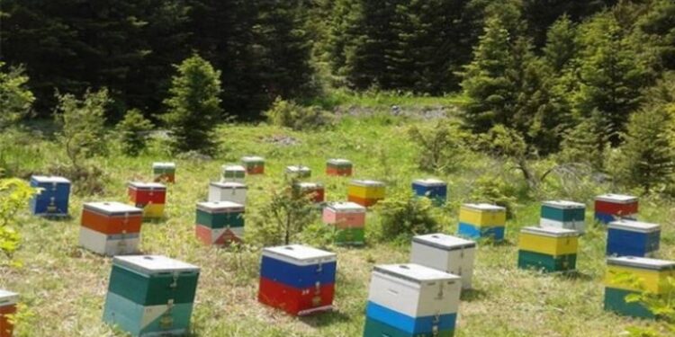 Εξιχνίαση κλοπής 47 μελισσοκυψελών στο νομό Καβάλας