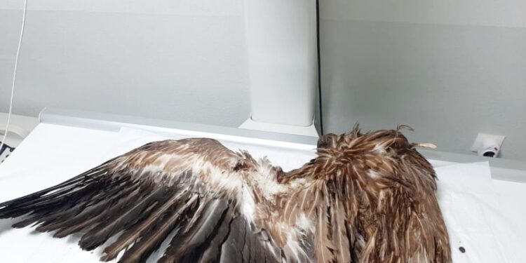 Γύπας βρέθηκε νεκρός μετά από πρόσκρουση σε ανεμογεννήτρια στο αιολικό πάρκο «Κυρτόν», στο Νομό Ροδόπης