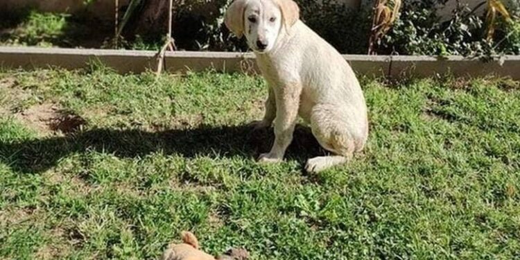 Ξεσπά η Κατρίνα Τσάνταλη για τον βιασμό του κουταβιού στην Αλεξανδρούπολη: «Είναι ψυχιατρικά καλά;»