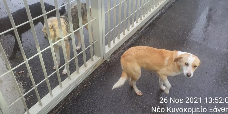 Χαράλαμπος Δημαρχόπουλος:  Διαχείριση Αδέσποτων Ζώων…  όνειρα θερινής νυκτός !!!