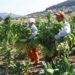 Αποζημιώσεις 90 ευρώ το στρέμμα για τους καπνοκαλλιεργητές του καπνού μπασμά σε Ξάνθη και Ροδόπη, υπεγράφη η ΚΥΑ
