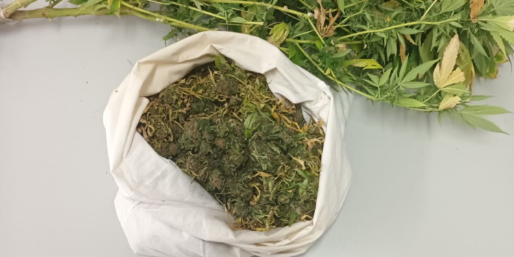 Συνελήφθη ημεδαπός στην Καβάλα για καλλιέργεια και κατοχή ναρκωτικών