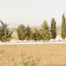 ΑΠΙΣΤΕΥΤΟ! «Έκοψε» 5 κυπαρίσσια  Από τα νεκροταφεία της Μάνδρας και  τάδωσε σε «κολλητό» του για καυσόξυλα!