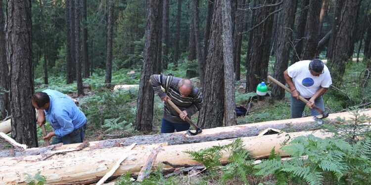 ΚΚΕ: Να καταβληθούν άμεσα τα χρήματα στους Υλοτόμους και τους Συνεταιρισμούς τους της Π.Ε. Ξάνθης