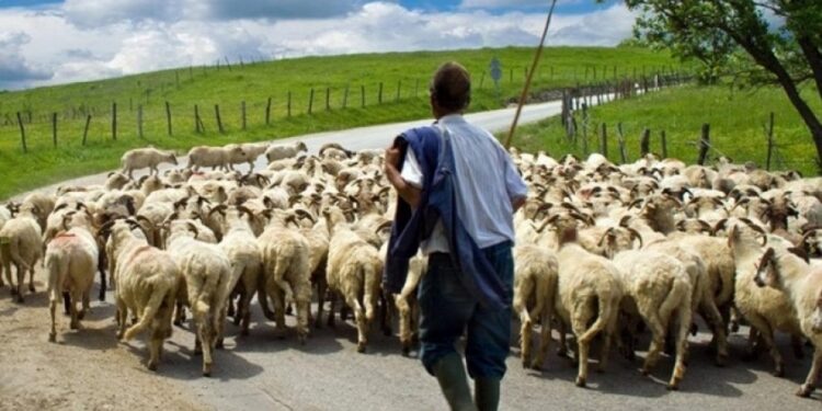 ΚΤΗΝΟΤΡΟΦΙΚΟΙ ΣΥΛΛΟΓΟΙ ΑΜΘ: Λύση στα προβλήματα νεοεισερχόμενων με ζωοτροφές και αύξηση στα ποσά της ενίσχυσης