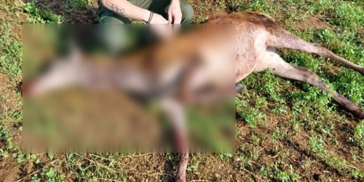 Με σκάγια στο σώμα του εντοπίστηκε νεκρό ελάφι, στη Λίμνη Κερκίνης.