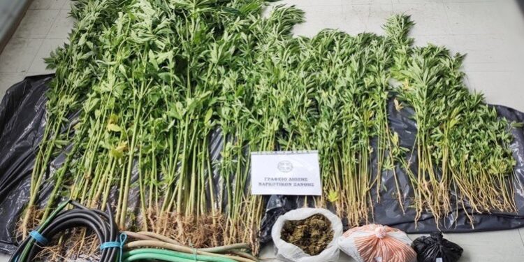 Συνελήφθη ημεδαπός σε οικισμό της Ξάνθης για καλλιέργεια και κατοχή ναρκωτικών