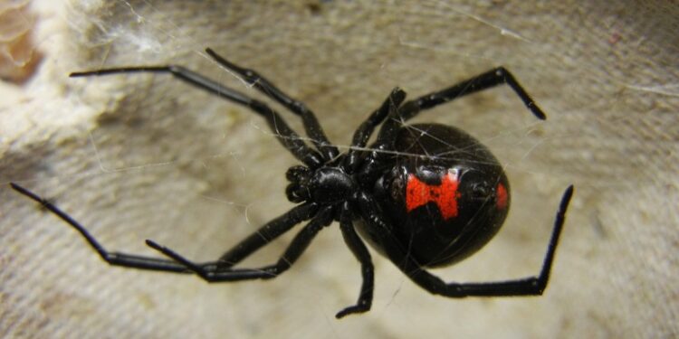  Τρίκαλα: Στο νοσοκομείο άνδρας από τσίμπημα «μαύρης χήρας»