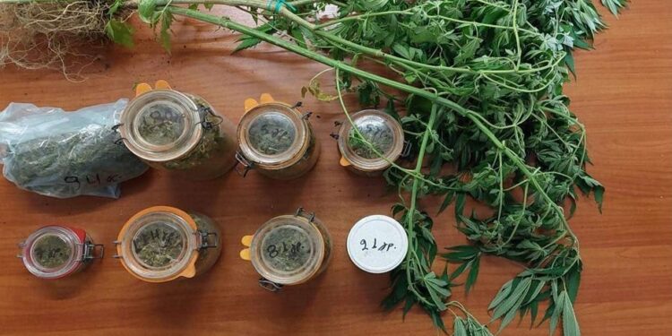 Συνελήφθη αλλοδαπός στην Καβάλα για καλλιέργεια και εμπορία ινδικής κάνναβης