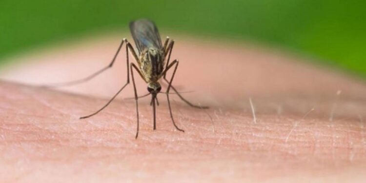 Ιός Δυτικού Νείλου: Μία 92χρονη το πρώτο θύμα στην Ελλάδα