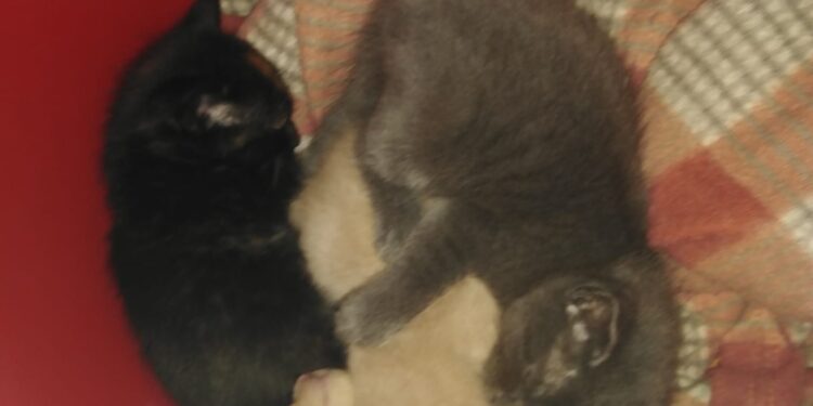 Η συγκινητική ανάρτηση της Μαρίας Πετρά: Έκλεψαν το γατάκι της στη Ξάνθη! Δεν της το επιστρέφει, αυτός που το βρήκε!