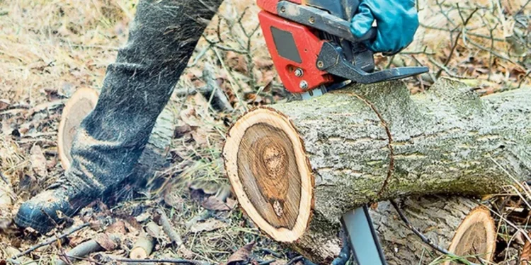 Σέρρες: Νεκρός 40χρονος υλοτόμος στο Καστανοχώρι -Τον καταπλάκωσε δένδρο