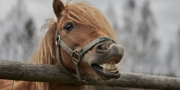 Απίστευτο περιστατικό: Άνδρας αποπειράθηκε να βιάσει άλογο στο Πήλιο