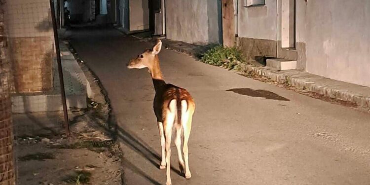 Ελάφι τριγυρνούσε στο κέντρο της Κομοτηνής – Βρέθηκε τελικά νεκρό.