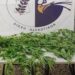 Συνελήφθη ημεδαπός στην Καβάλα για καλλιέργεια κάνναβης! Κατασχέθηκαν 9 δενδρύλλια