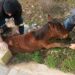 Διάσωση νεαρού άγριου αλόγου από το Πυροσβεστικό Κλιμάκιο Σταυρούπολης! (φωτο)