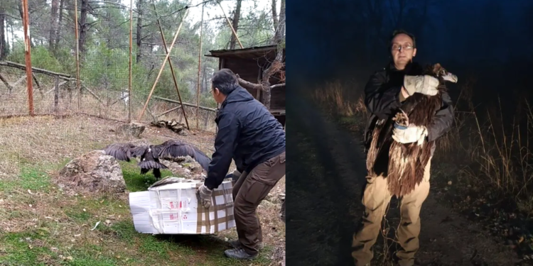 Οι Χριστουγεννιάτικες περιπέτειες της Νεφέλης – Διάσωση νεαρού Μαυρόγυπα από το Δασαρχείο Διδυμοτείχου