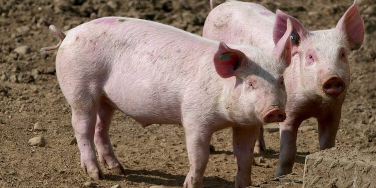 Σέρρες: Συναγερμός από τα νέα κρούσματα αφρικανικής πανώλης των χοίρων